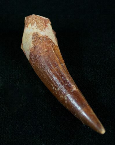 Spinosaurus Tooth #10488